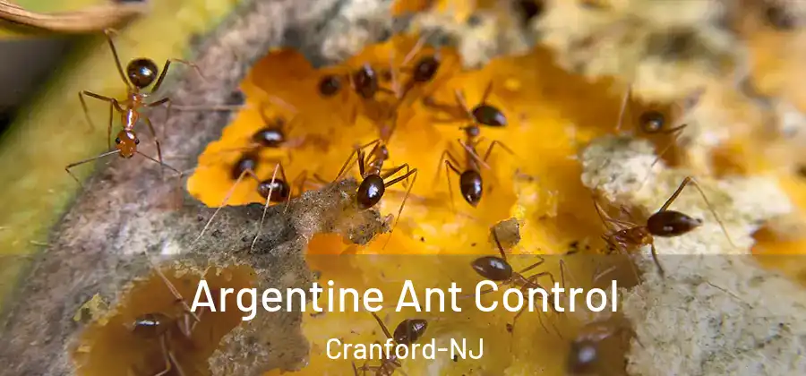 Argentine Ant Control Cranford-NJ