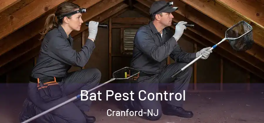  Bat Pest Control Cranford-NJ
