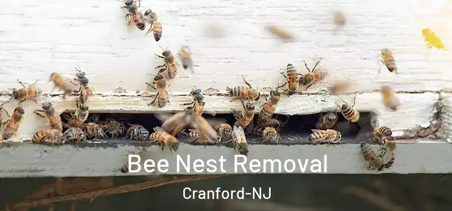 Bee Nest Removal Cranford-NJ