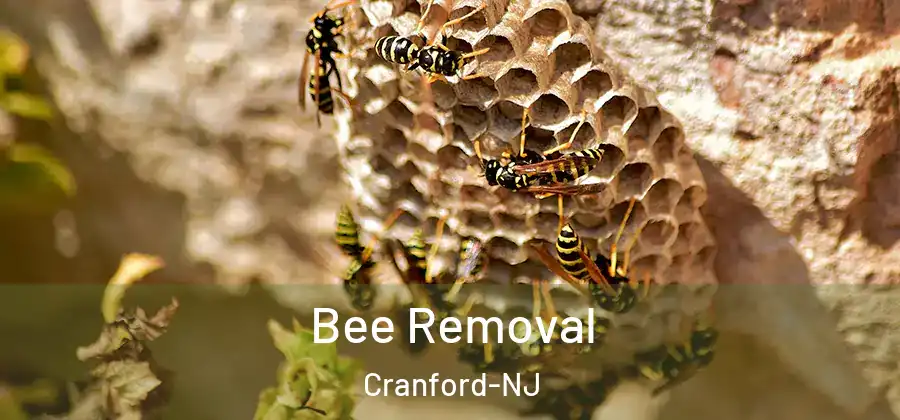 Bee Removal Cranford-NJ