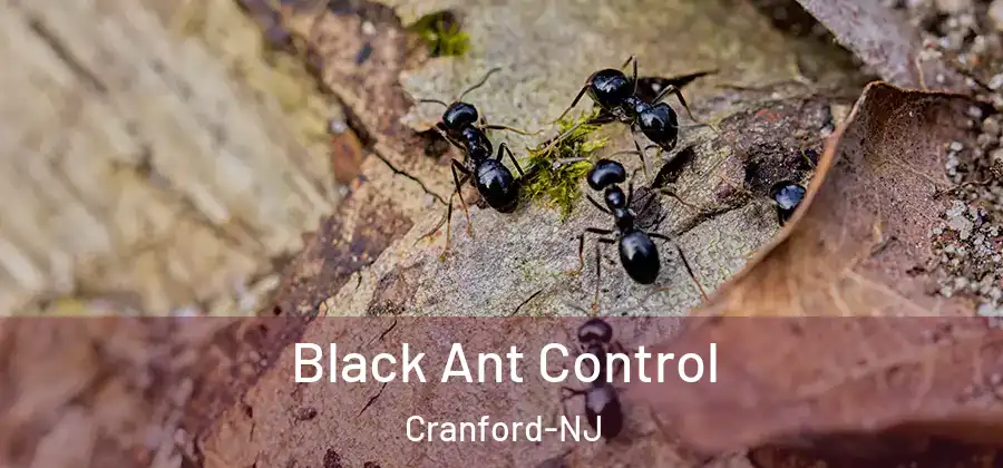  Black Ant Control Cranford-NJ