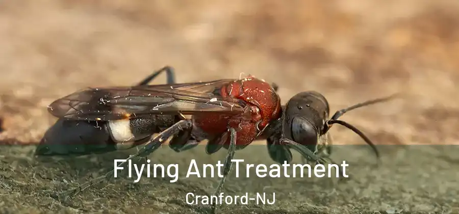 Flying Ant Treatment Cranford-NJ