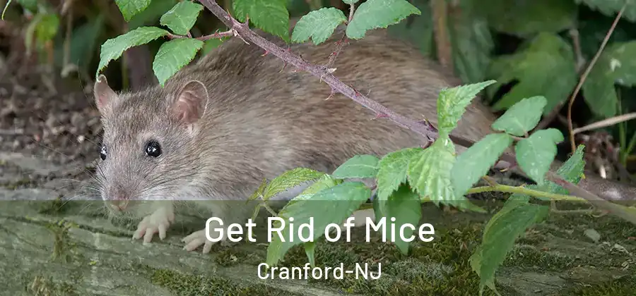 Get Rid of Mice Cranford-NJ
