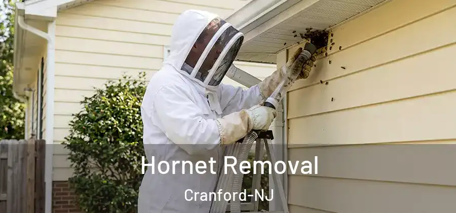  Hornet Removal Cranford-NJ