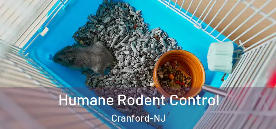  Humane Rodent Control Cranford-NJ