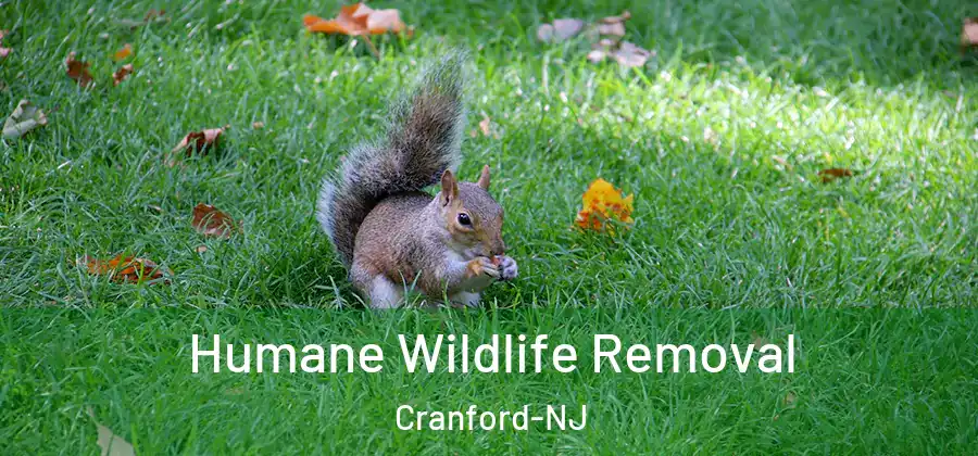 Humane Wildlife Removal Cranford-NJ