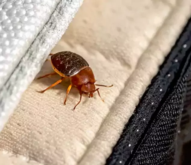 Trusted Bed Bug Prevention Specialists in Cranford, NJ