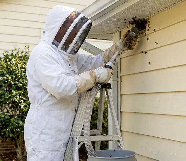 Your Affordable Bee Removal Company in Cranford, NJ