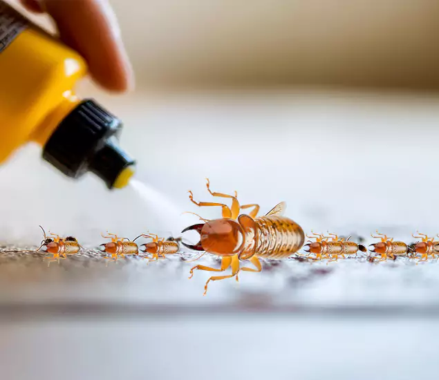 Reliable Bora Care Termite Experts in Cranford, NJ
