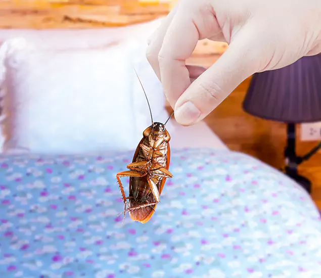 Expert Roach Control Services: Your Cockroach Pest Control in Cranford, NJ