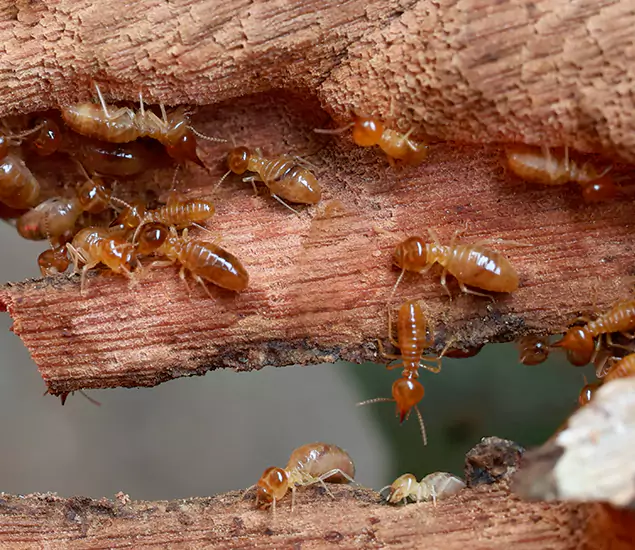 About Our Drywood Termite Treatment Experts in Cranford, NJ