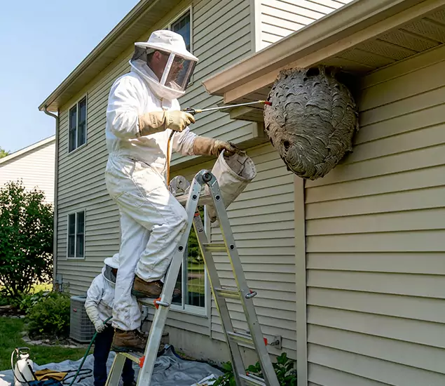 Expert Wasp Nest Removal: Your Local Wasp Nest Removal Company in Cranford, NJ