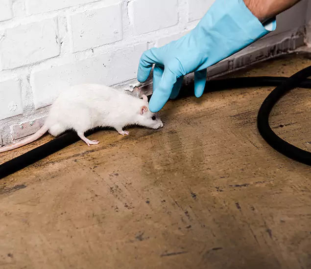 Trusted Mouse Exterminator: Your Rodent Control Company in Cranford, NJ