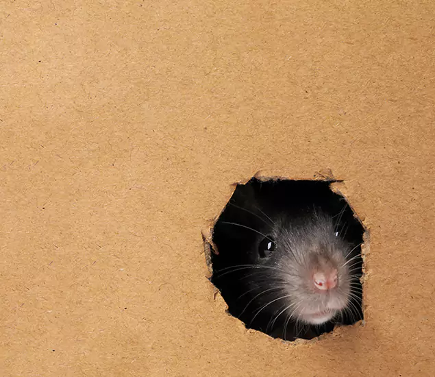 Rats in Attic Removal Experts in Cranford, NJ