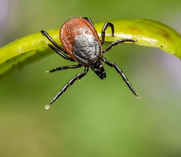 Your Trusted Tick Pest Control in Cranford, NJ