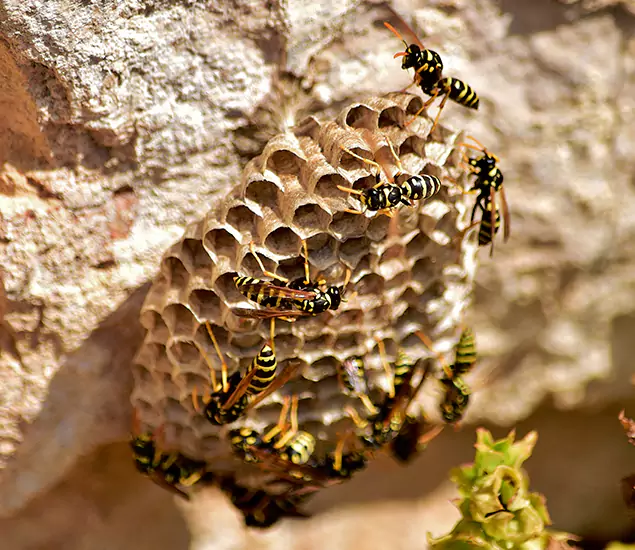 Your Best Wasp Removal Company in Cranford, NJ