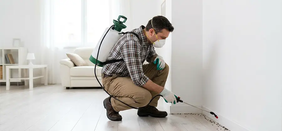 Seasonal Ant Infestation Control in Cranford