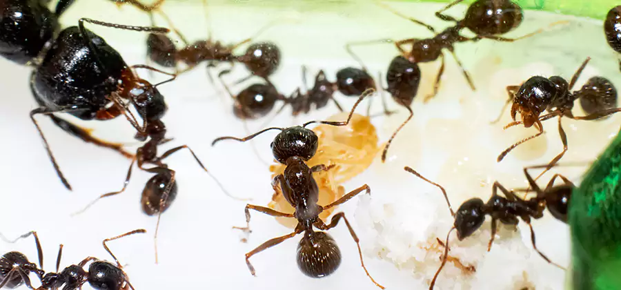 Argentine Ant Barrier Treatment in Cranford