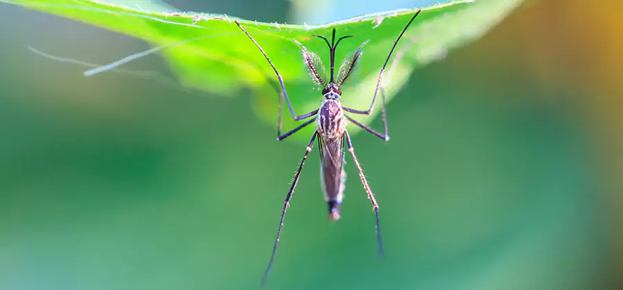 Natural Mosquito Spray for Yard in Cranford