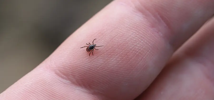 Infection Prevention for Bed Bug Bites in Cranford