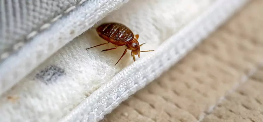 Tenting Bed Bug Fumigation in Cranford