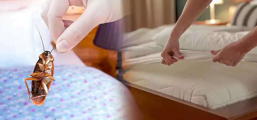 Bed Bug Home Extermination Service in Cranford