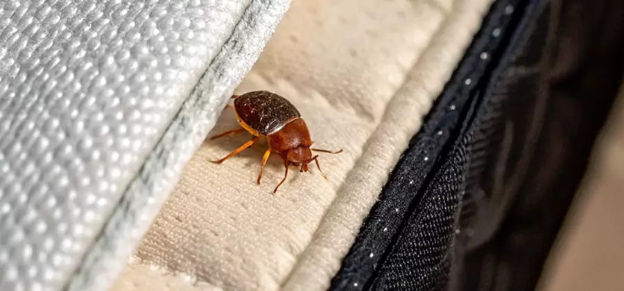 Commercial Bed Bug Control in Cranford