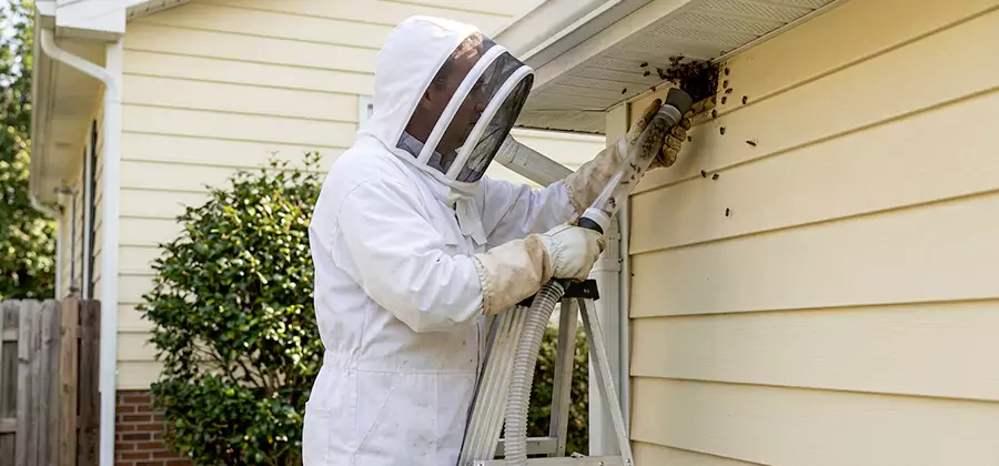 Ground Bee Removal in Cranford
