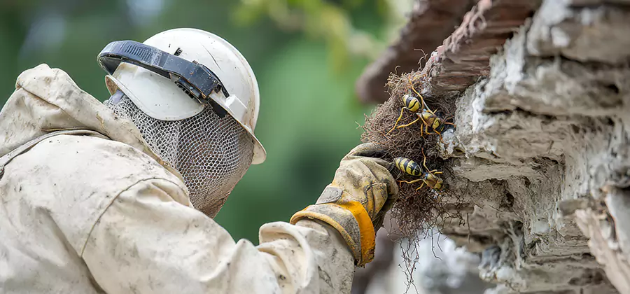 Bee and Wasp Hornet Removal in Cranford