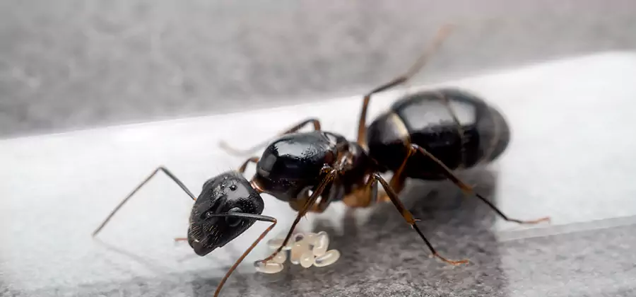 Black Ants in Kitchen Elimination in Cranford