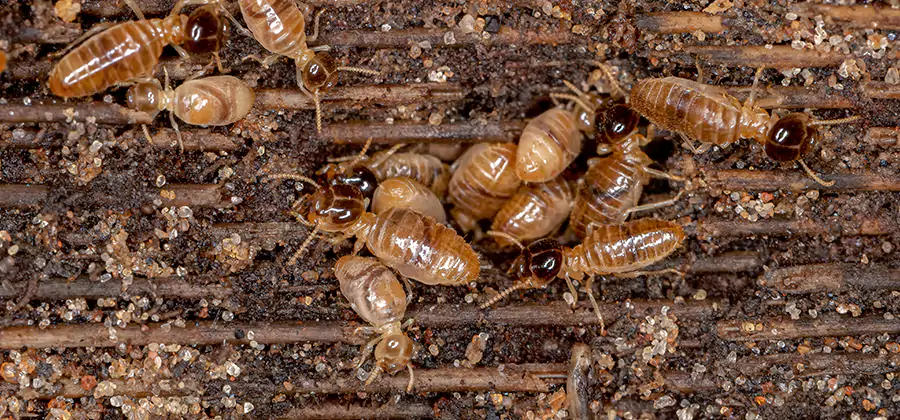 Bora Care Residential Termite Control in Cranford