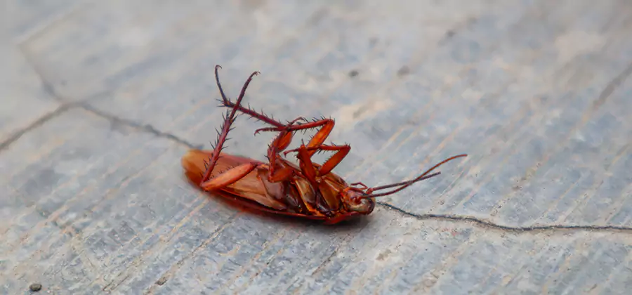 Cockroach Eradication for Commercial Properties in Cranford