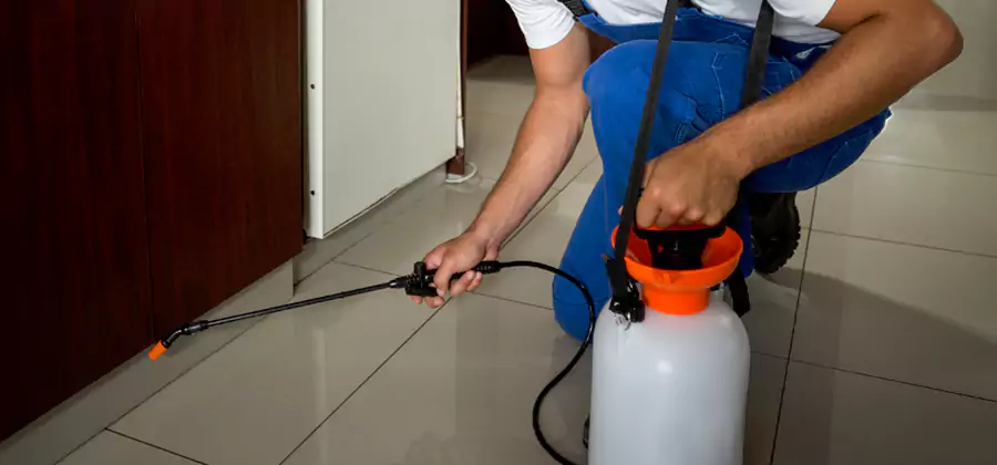 Palmetto Bug Exterminator in Cranford