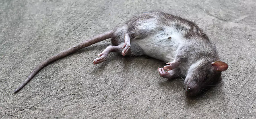 Dead Rat Disposal in Cranford