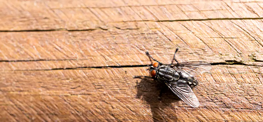 Flying Ant Barrier Treatment in Cranford