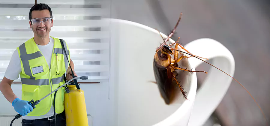German Roach Infestation Treatment Cranford