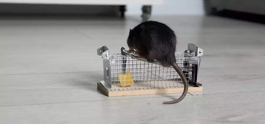 Mice in Attic Removal Cranford
