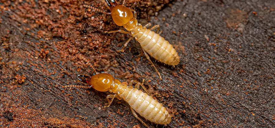 Structural Heat Termite Treatment in Cranford