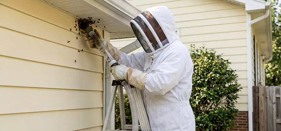 Wasp Nest in Wall Removal in Cranford