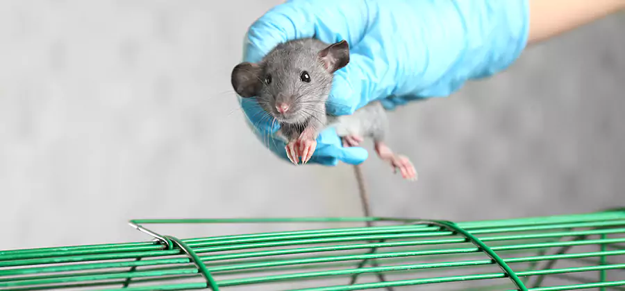 Humane Rat Trapping in Cranford