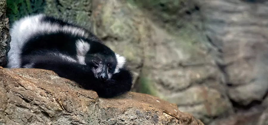 Humane Skunk Removal in Cranford