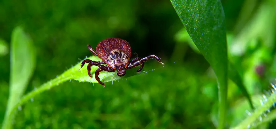 Tick Prevention for Yard in Cranford