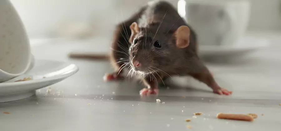 Rodent Feces Removal in Cranford