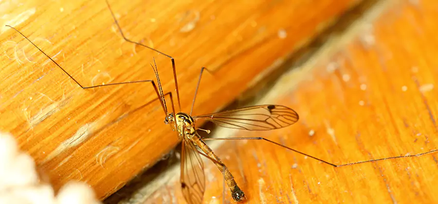 Exterior Mosquito Control in Cranford
