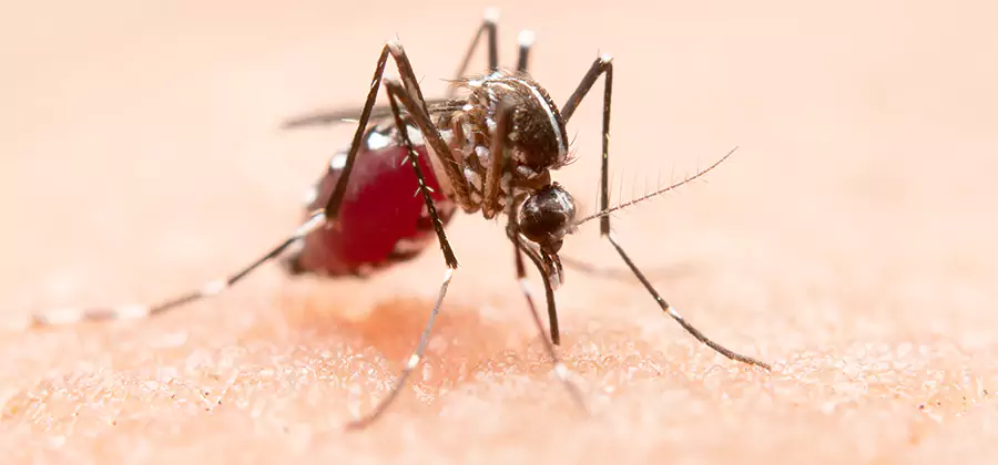 Indoor Mosquito Killer and Interior Control in Cranford