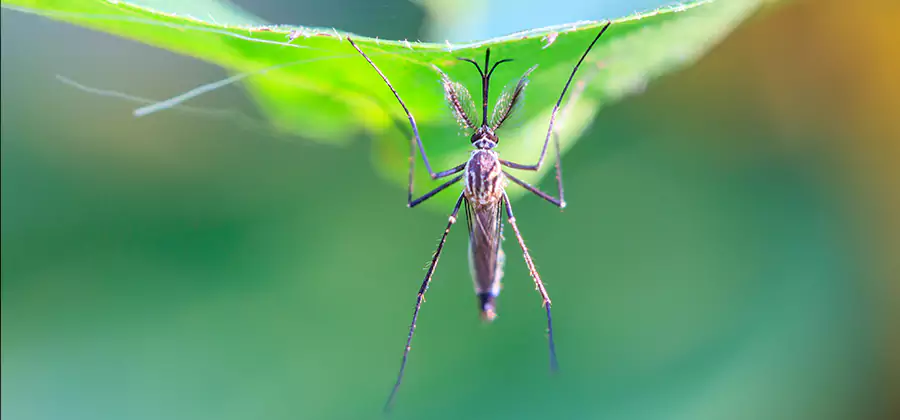 Pest and Mosquito Control for Yard and Patio in Cranford