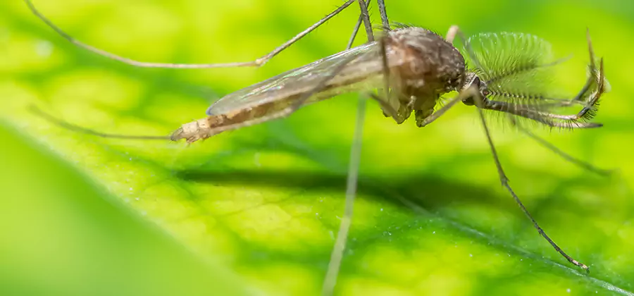 Herbal Mosquito Repellent Treatment in Cranford