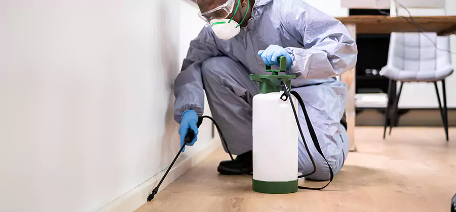 No Tent Termite Extermination With Electric Tool in Cranford
