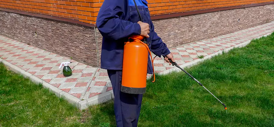 Non Toxic Termite Treatment in Cranford