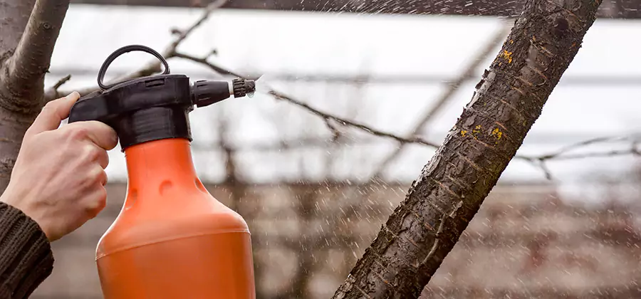 Orange Oil Structural Cavity Treatment in Cranford